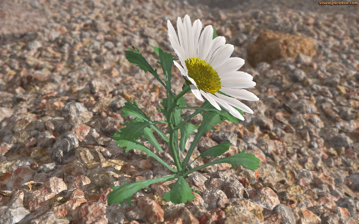 flower, wildflower, petal, weed, lonely, struggle, survive, Shasta, lazy, daisies, rocks, gravel, aggregate, lone, 3d, wallpaper, widescreen