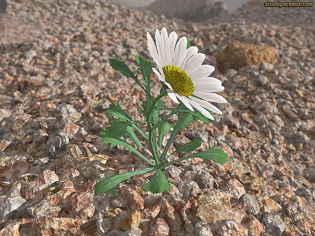 flower, wildflower, petal, weed, lonely, struggle, survive, Shasta, lazy, daisies, rocks, gravel, aggregate, lone, free, 3d, wallpaper