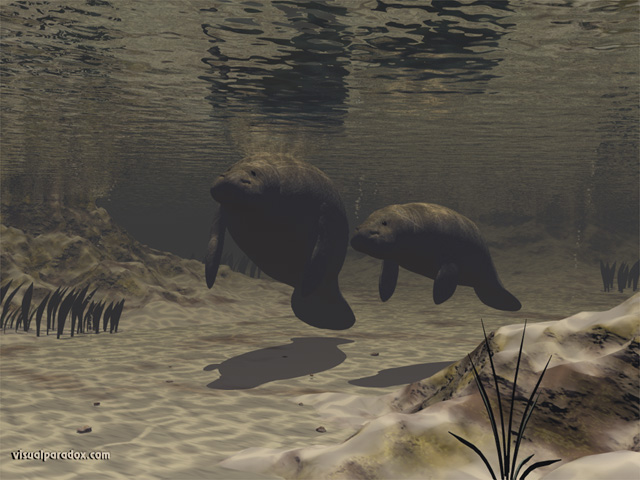 manatees, sea cows, underwater, mother, baby, tranquil, manatee, animal, animals, water, free, 3d, wallpaper