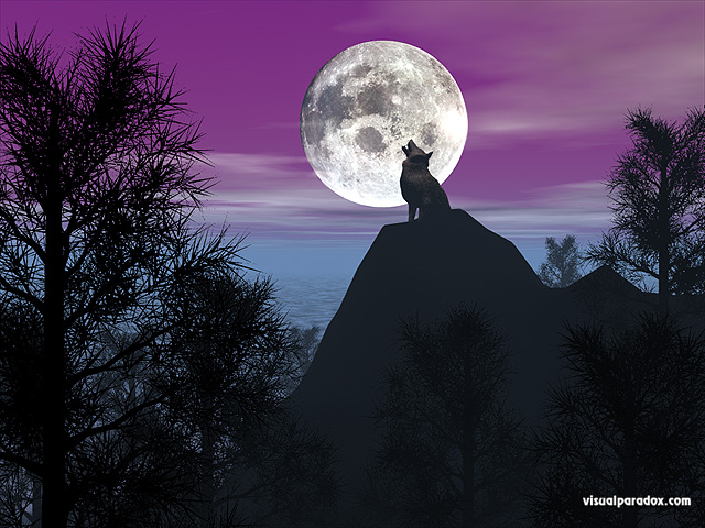 timber, wolf, howling, baying, moon, lunar, purple, pines, forest, coyote, wolves, animal, animals, free, 3d, wallpaper