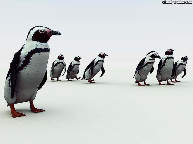 penguin. south, african, pengy, pole, cold, snow, emperor, flightless, birds, penguins, free, 3d, wallpaper