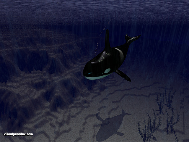 killer, whale, alone, ocean, water, sea, shallows, continental shelf, orcas, whales, animal, underwater, animals, free, 3d, wallpaper