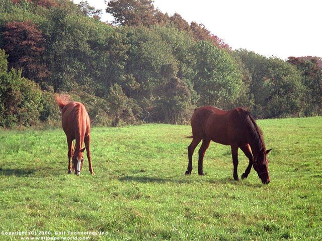'Horses' 640x480 Free 3D Wallpaper