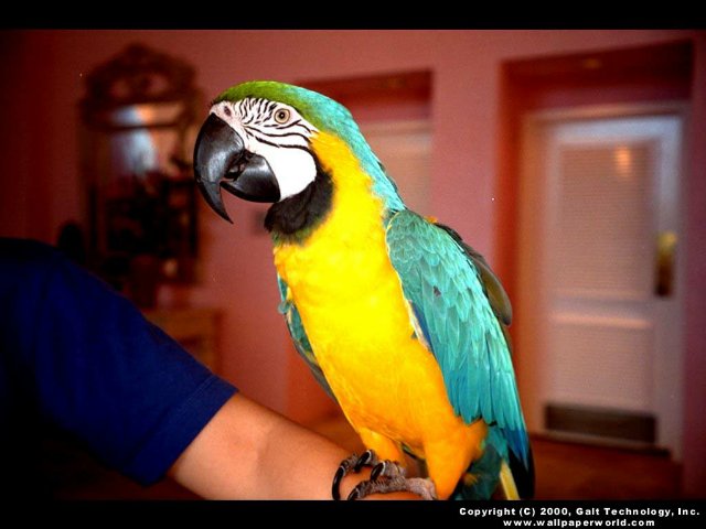 'Parrot' 640x480 Free 3D Wallpaper