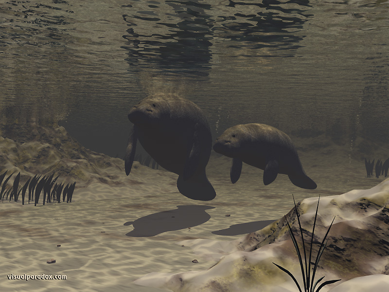 manatees, sea cows, underwater, mother, baby, tranquil, manatee, animal, animals, water, 3d, wallpaper