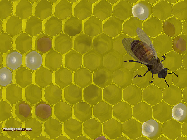 Free 3D Wallpaper 'Honeycomb' 640x400
