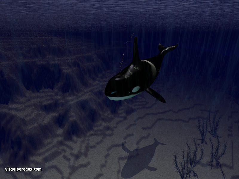 killer, whale, alone, ocean, water, sea, shallows, continental shelf, orcas, whales, animal, underwater, animals, 3d, wallpaper