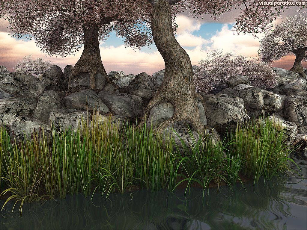 trees, blossoms, flowers, reeds, lake, pond, river, rocks, roots, knarled, tree, root, 3d, wallpaper