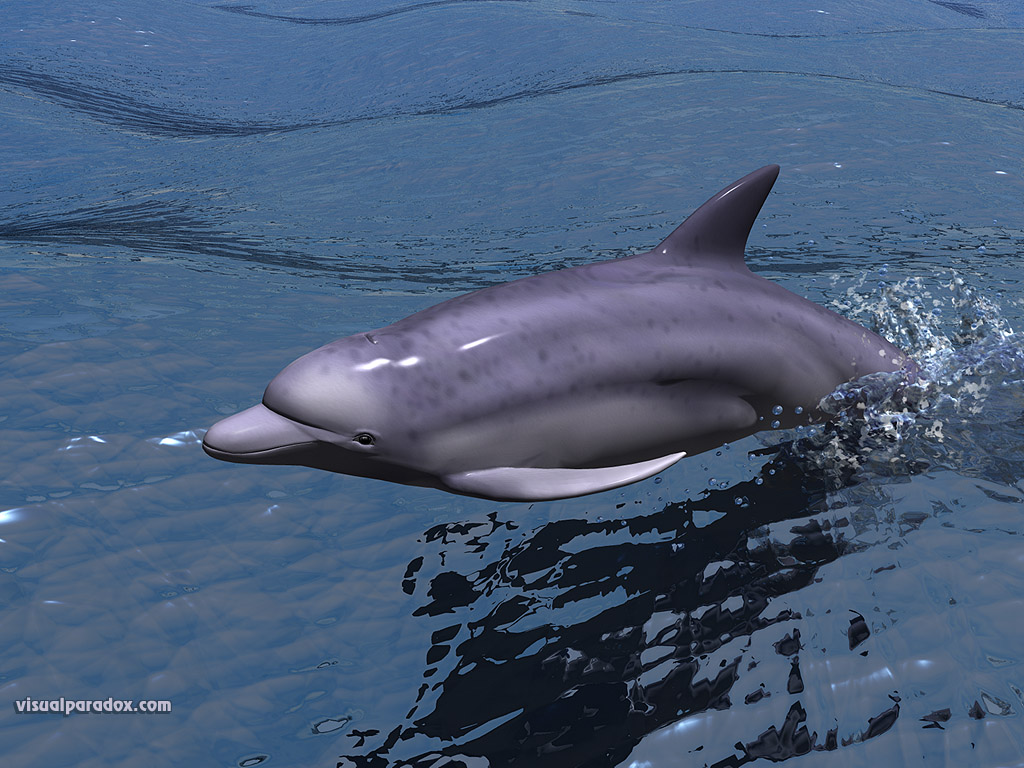 fast, dolphin, porpoise, swimming, water, ocean, sea, speed, swim, dolphins, animal, animals, 3d, wallpaper