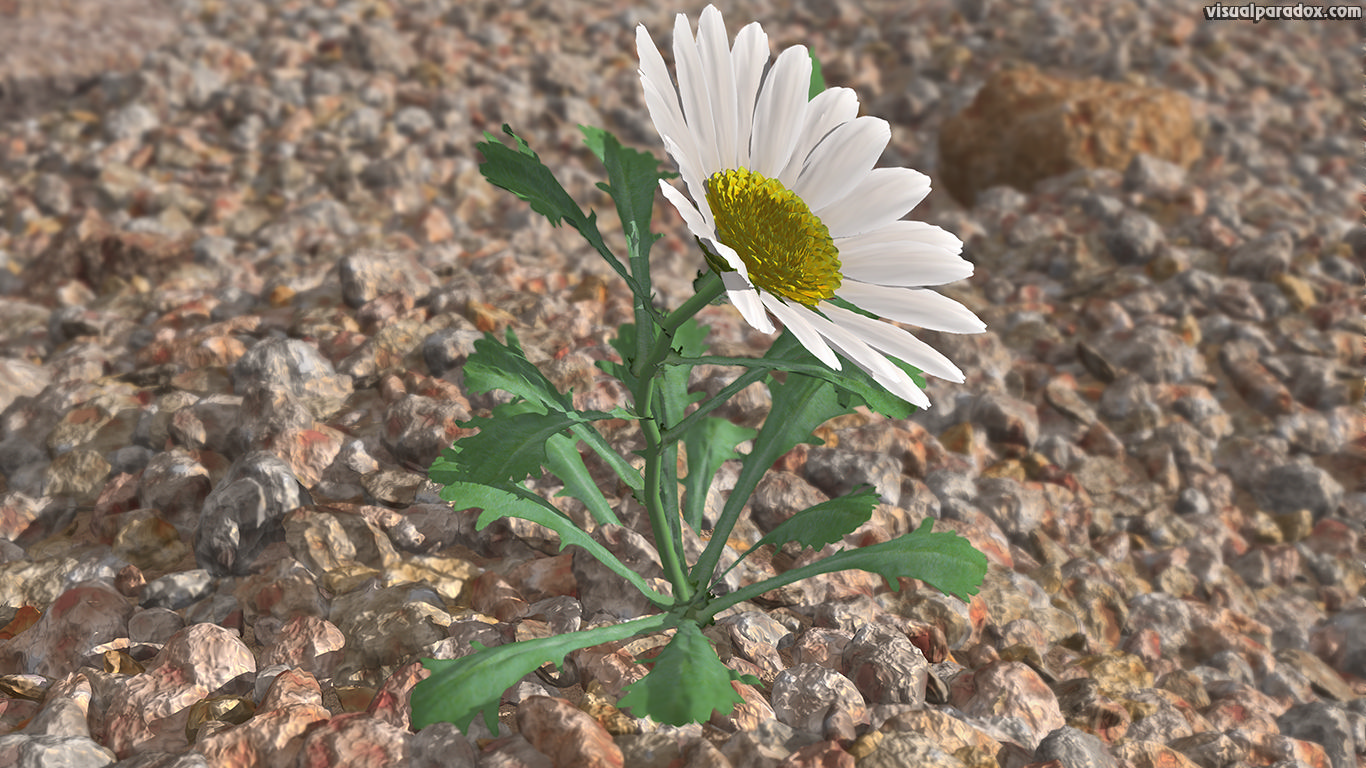 flower, wildflower, petal, weed, lonely, struggle, survive, Shasta, lazy, daisies, rocks, gravel, aggregate, lone, 3d, wallpaper