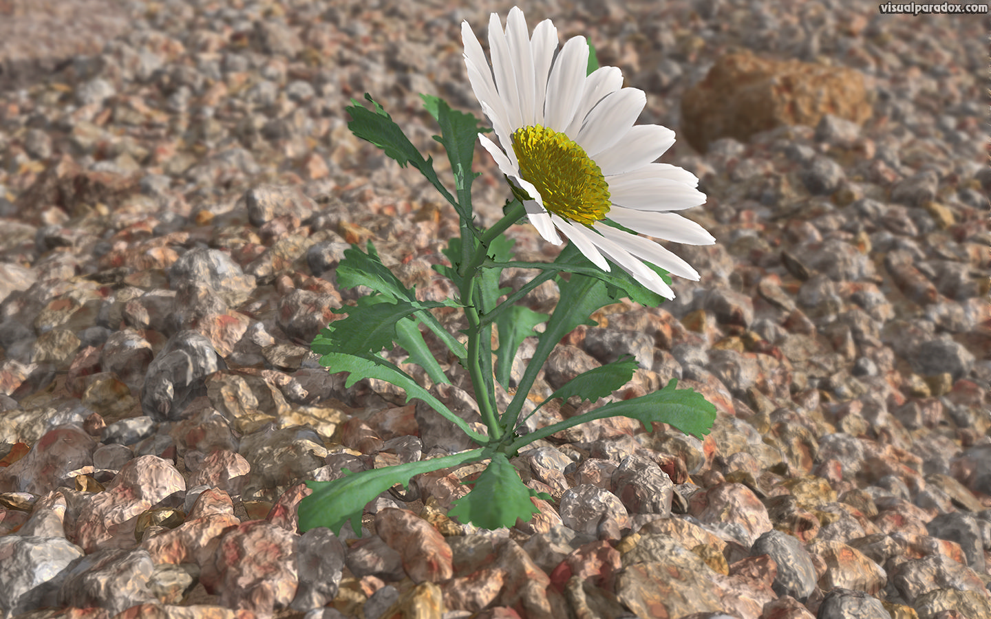 flower, wildflower, petal, weed, lonely, struggle, survive, Shasta, lazy, daisies, rocks, gravel, aggregate, lone, 3d, wallpaper