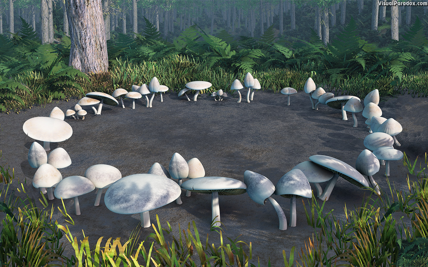 mushrooms, toadstools, circle, forest, woods, fungus, patch, glen, mushroom, toadstool, circles, 3d, wallpaper