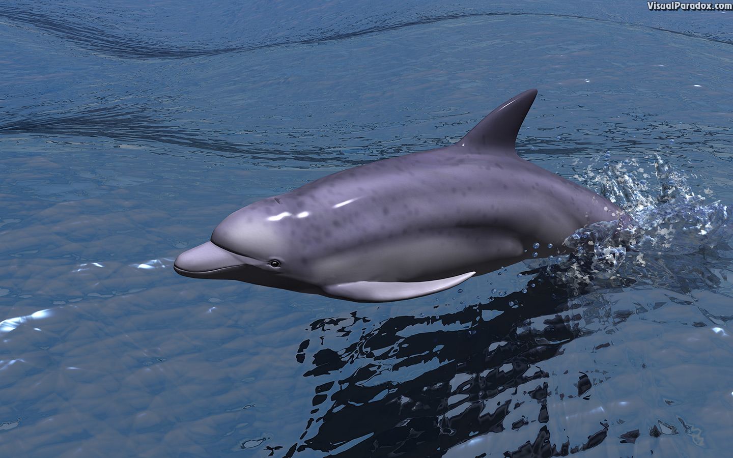 fast, dolphin, porpoise, swimming, water, ocean, sea, speed, swim, dolphins, animal, animals, 3d, wallpaper
