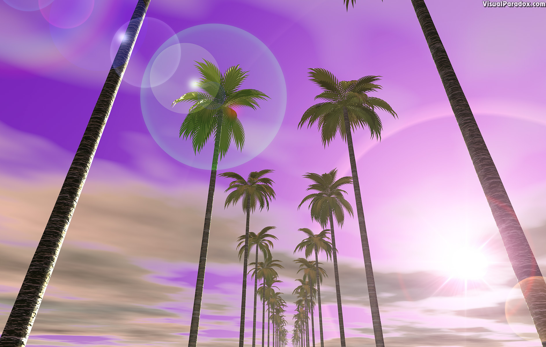 palm tree, sky, clouds, purple, flare, sun, bright, sunset, sunrise, trees, 3d, wallpaper
