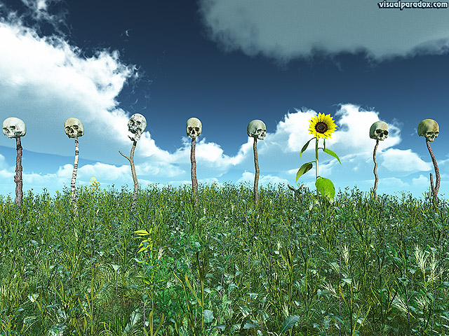 background, beauty, beware, bloom, blooming, blossom, blue, bone, bones, botanical, botany, bright, caution, circle, cloud, color, colorful, dark, eyes, face, fence, field, flora, floral, flower, fright, frightening, garden, gardening, grave, graveyard, green, heads, headstone, hill, leaf, marker, natural, nature, organic, petal, pike, plant, plants, poles, pretty, round, row, scary, skeleton, skulls, sky, spooky, summer, sun, sunflower, sunny, teeth, texture, warning, weeds, white, yellow, free, 3d, wallpaper