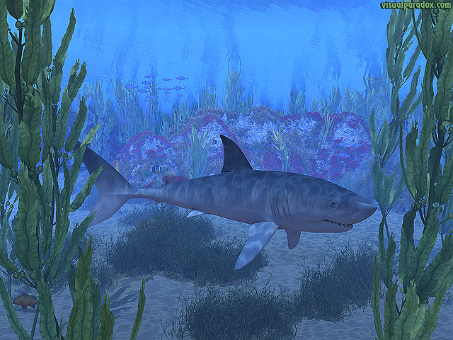 shark, white, blue, great, swim, jaws, kelp, sea, ocean, water, underwater, free, 3d, wallpaper