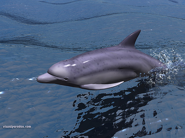fast, dolphin, porpoise, swimming, water, ocean, sea, speed, swim, dolphins, animal, animals, free, 3d, wallpaper