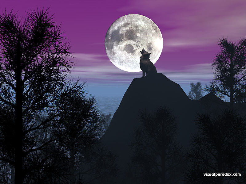 timber, wolf, howling, baying, moon, lunar, purple, pines, forest, coyote, wolves, animal, animals, 3d, wallpaper