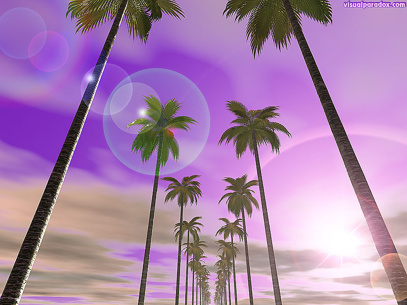 palm tree, sky, clouds, purple, flare, sun, bright, sunset, sunrise, trees, 3d, wallpaper