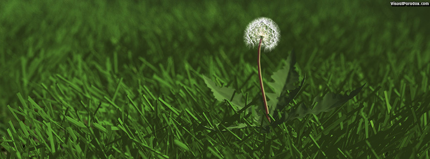 facebook, coverphoto, cover, weed, flower, grass, lawn, yard, dandylion, seeds, plants, green, 3d