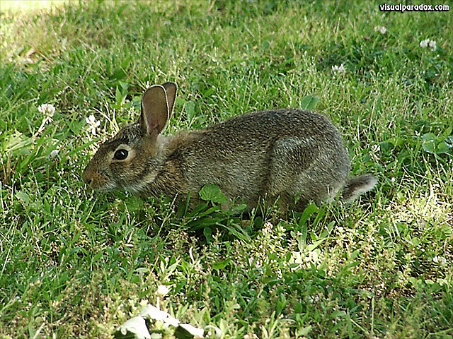 'Bunny Rabbit' 640x480 Free 3D Wallpaper