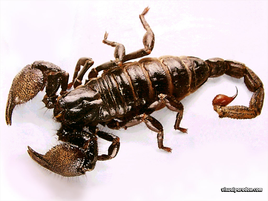 'Scorpion' 1024x768 Free 3D Wallpaper