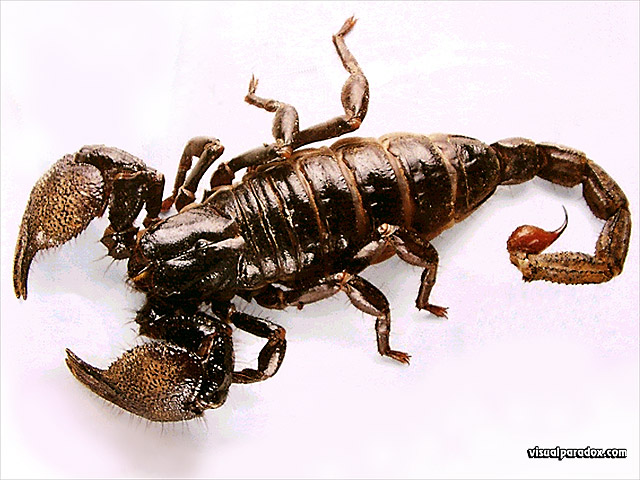 'Scorpion' 640x480 Free 3D Wallpaper
