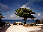 Tree Above the Beach Wallpaper