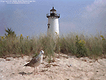 'Lighthouse & Seagull' Wallpaper