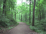 Forest Path Wallpaper