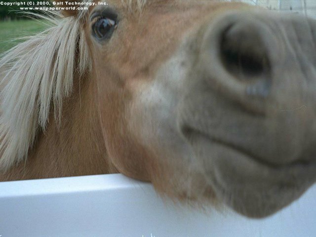 'Pony' 640x480 Free 3D Wallpaper